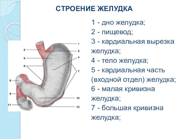 СТРОЕНИЕ ЖЕЛУДКА 1 - дно желудка; 2 - пищевод; 3 - кардиальная вырезка