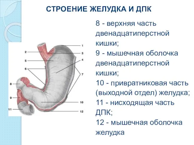 СТРОЕНИЕ ЖЕЛУДКА И ДПК 8 - верхняя часть двенадцатиперстной кишки; 9 - мышечная