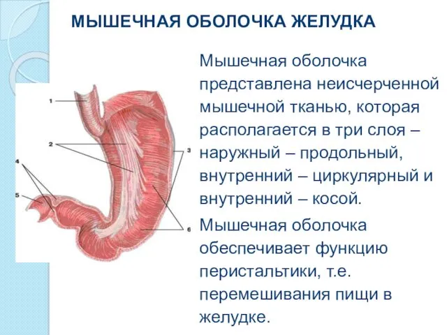 МЫШЕЧНАЯ ОБОЛОЧКА ЖЕЛУДКА Мышечная оболочка представлена неисчерченной мышечной тканью, которая располагается в три