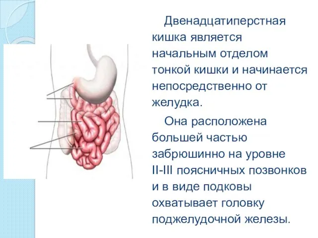 Двенадцатиперстная кишка является начальным отделом тонкой кишки и начинается непосредственно от желудка. Она