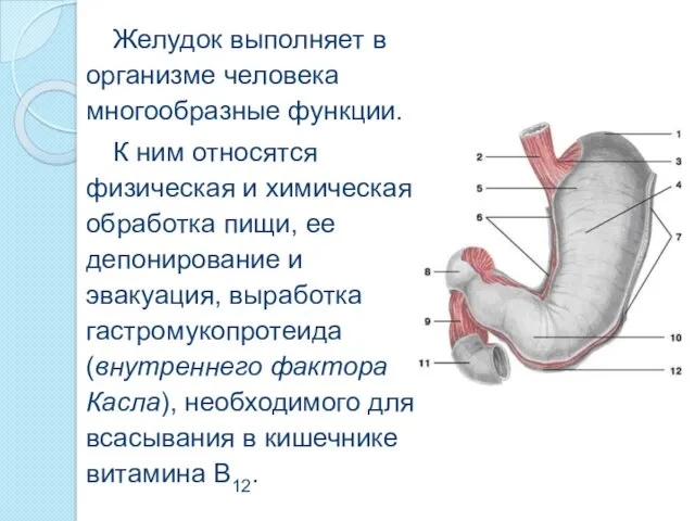 Желудок выполняет в организме человека многообразные функции. К ним относятся физическая и химическая