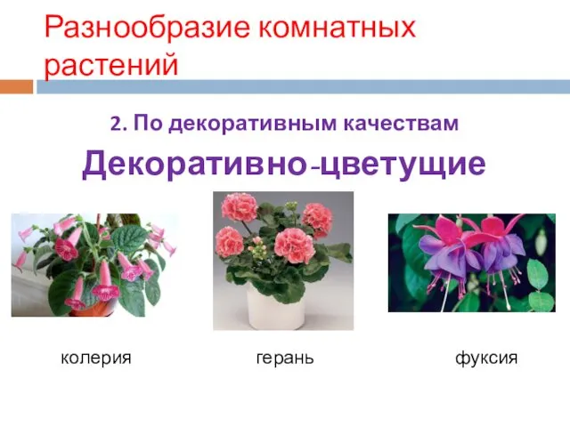 Разнообразие комнатных растений 2. По декоративным качествам Декоративно-цветущие колерия герань фуксия