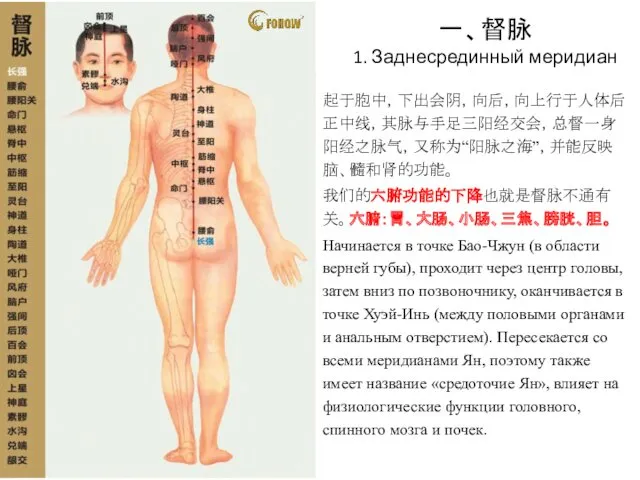 一、督脉 1. Заднесрединный меридиан 起于胞中，下出会阴，向后，向上行于人体后正中线，其脉与手足三阳经交会，总督一身阳经之脉气，又称为“阳脉之海”，并能反映脑、髓和肾的功能。 我们的六腑功能的下降也就是督脉不通有关。六腑：胃、大肠、小肠、三焦、膀胱、胆。 Начинается в точке Бао-Чжун