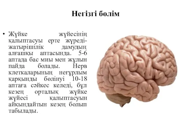 Негізгі бөлім Жүйке жүйесінің қалыптасуы ерте жүреді- жатырішілік дамудың алғашқы