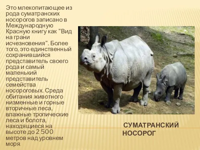 СУМАТРАНСКИЙ НОСОРОГ Это млекопитающее из рода суматранских носорогов записано в Международную Красную книгу
