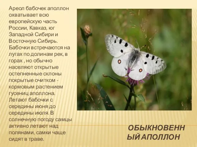 ОБЫКНОВЕННЫЙ АПОЛЛОН Ареол бабочек аполлон охватывает всю европейскую часть России, Кавказ, юг Западной