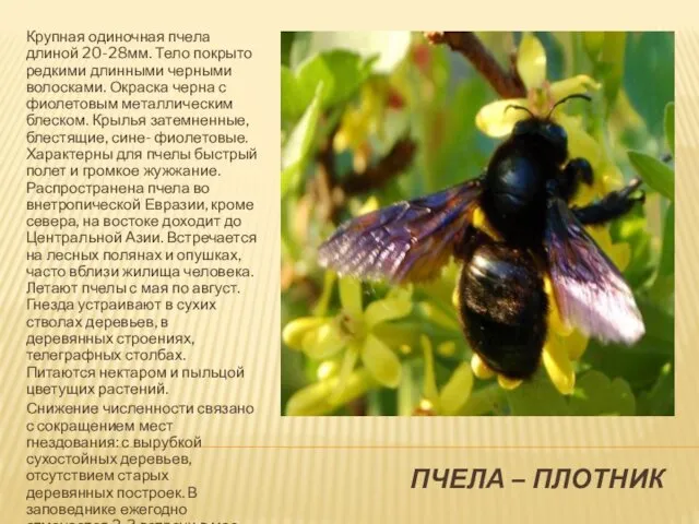 ПЧЕЛА – ПЛОТНИК Крупная одиночная пчела длиной 20-28мм. Тело покрыто редкими длинными черными