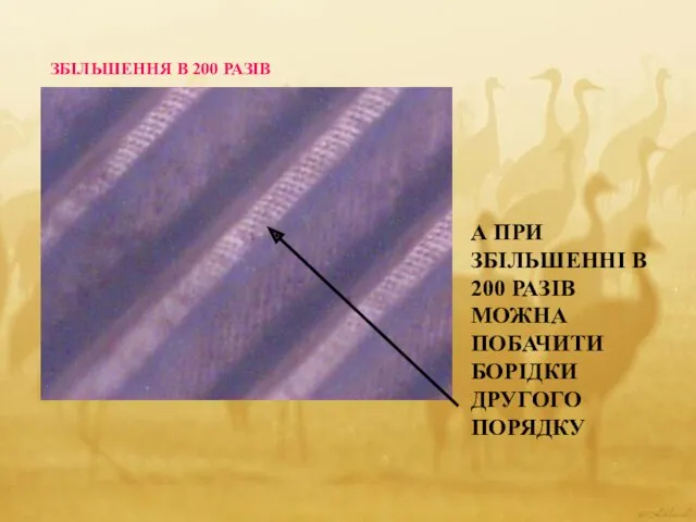 А ПРИ ЗБІЛЬШЕННІ В 200 РАЗІВ МОЖНА ПОБАЧИТИ БОРІДКИ ДРУГОГО ПОРЯДКУ ЗБІЛЬШЕННЯ В 200 РАЗІВ