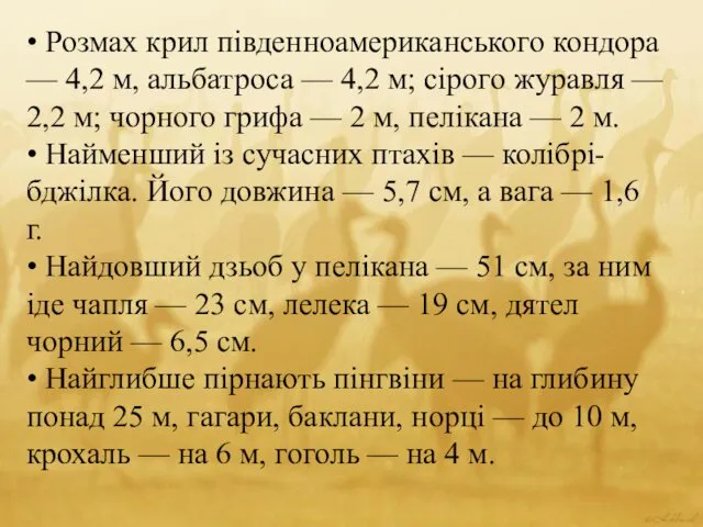 • Розмах крил південноамериканського кондора — 4,2 м, альбатроса —