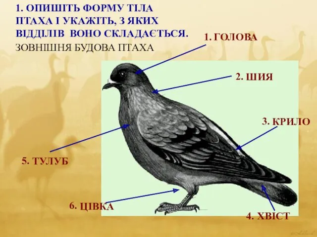 1. ОПИШІТЬ ФОРМУ ТІЛА ПТАХА І УКАЖІТЬ, З ЯКИХ ВІДДІЛІВ