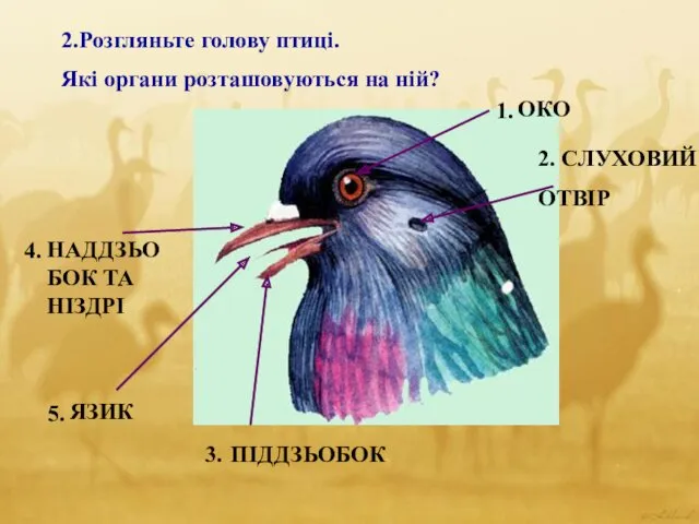 2.Розгляньте голову птиці. Які органи розташовуються на ній? 1. 2.