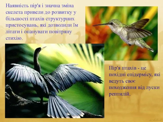 Наявність пір'я і значна зміна скелета привели до розвитку у