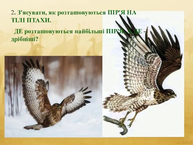 2. З'ясувати, як розташовуються ПІР'Я НА ТІЛІ ПТАХИ. ДЕ розташовуються найбільші ПІР'Я, А ДЕ - дрібніші?