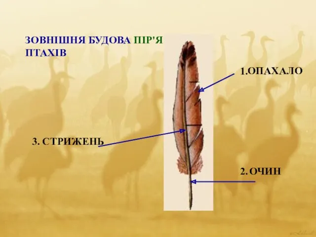 ЗОВНІШНЯ БУДОВА ПІР'Я ПТАХІВ 1. 2. 3. ОПАХАЛО ОЧИН СТРИЖЕНЬ