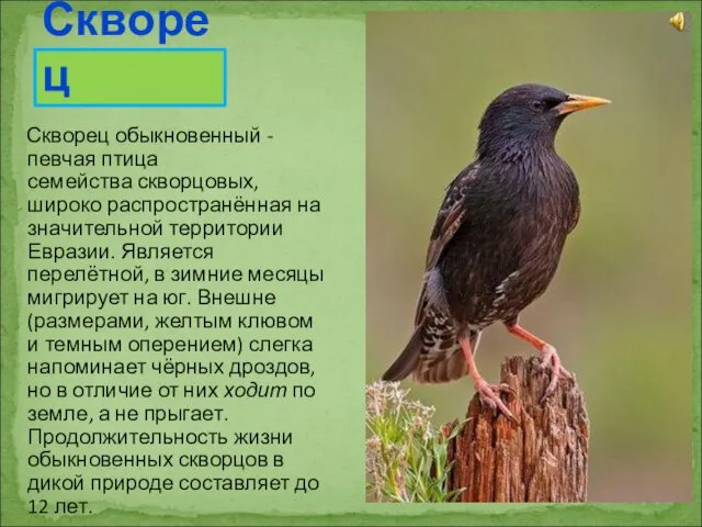 Скворец обыкновенный - певчая птица семейства скворцовых, широко распространённая на