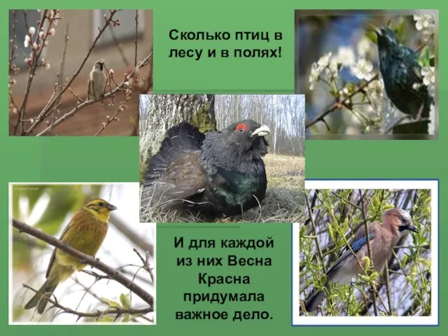 Сколько птиц в лесу и в полях! И для каждой из них Весна