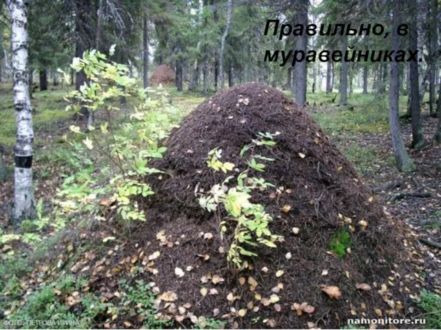 Правильно, в муравейниках.