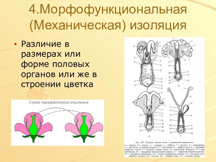 4.Морфофункциональная (Механическая) изоляция Различие в размерах или форме половых органов или же в строении цветка