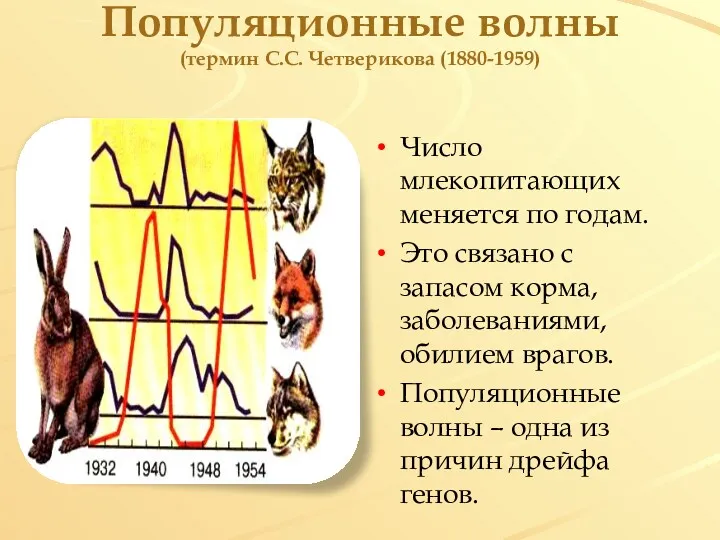 Популяционные волны (термин С.С. Четверикова (1880-1959) Число млекопитающих меняется по годам. Это связано