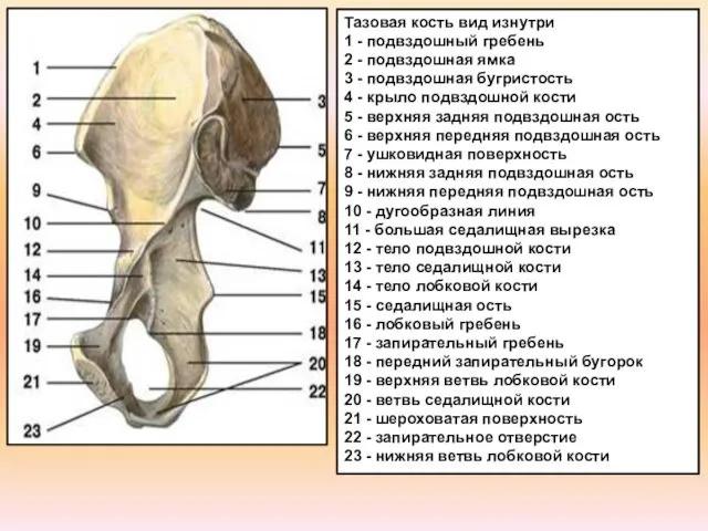 Тазовая кость вид изнутри 1 - подвздошный гребень 2 - подвздошная ямка 3