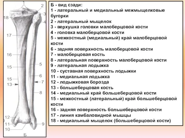 Б - вид сзади: 1 - латеральный и медиальный межмыщелковые