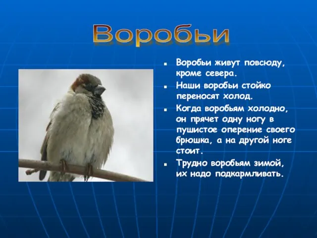 Воробьи живут повсюду, кроме севера. Наши воробьи стойко переносят холод.