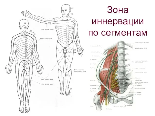 Зона иннервации по сегментам