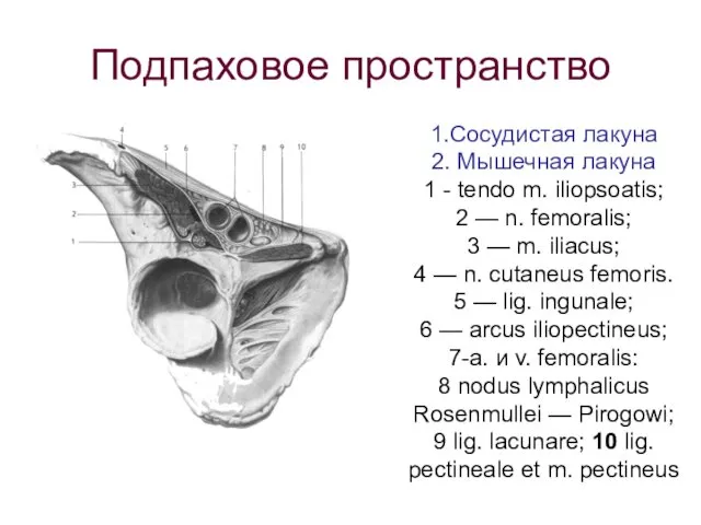 Подпаховое пространство 1.Сосудистая лакуна 2. Мышечная лакуна 1 - tendo