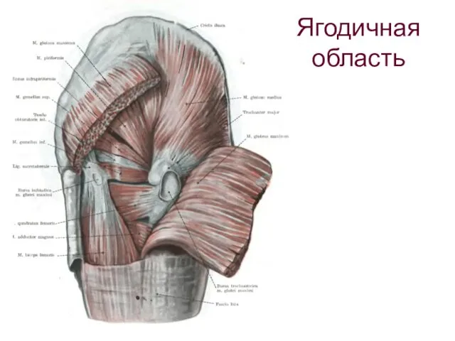 Ягодичная область