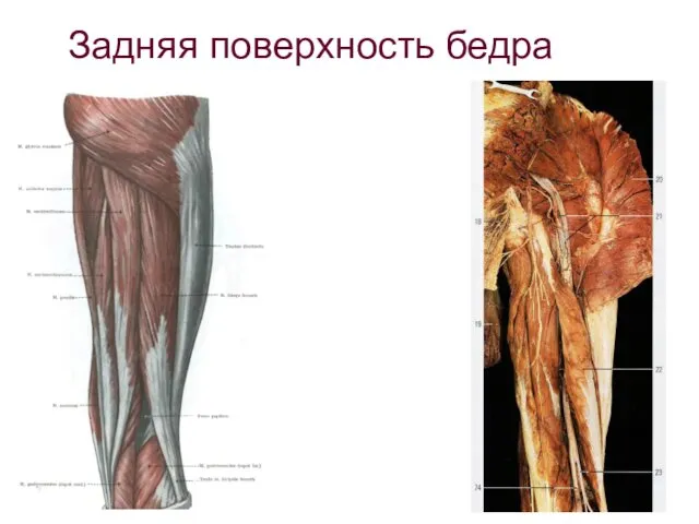 Задняя поверхность бедра