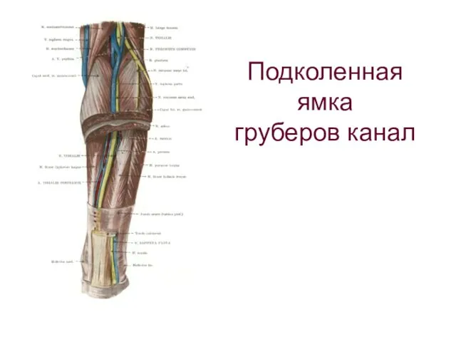 Подколенная ямка груберов канал