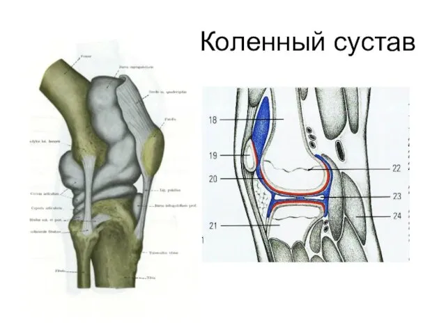 Коленный сустав