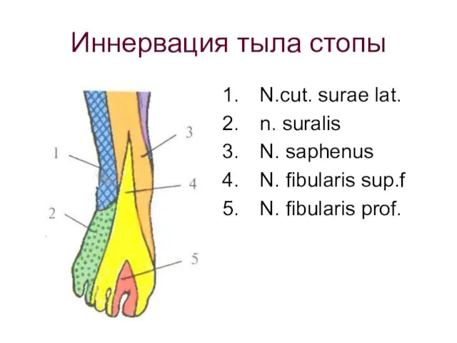 Иннервация тыла стопы N.cut. surae lat. n. suralis N. saphenus N. fibularis sup.f N. fibularis prof.