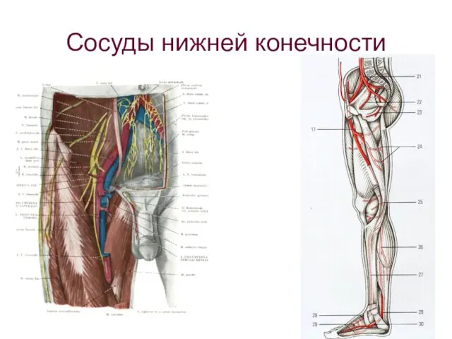 Сосуды нижней конечности