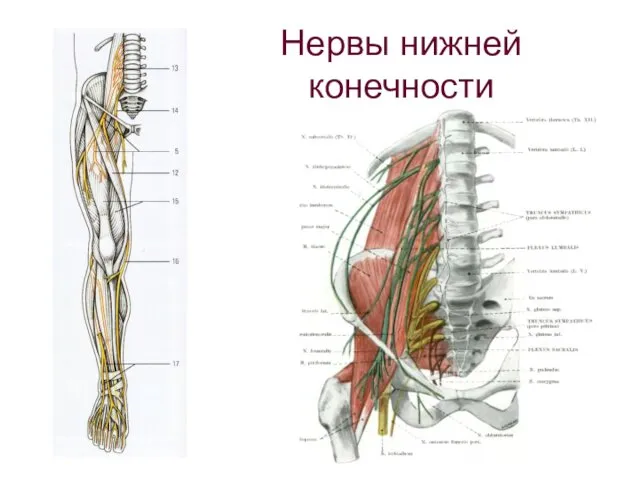 Нервы нижней конечности