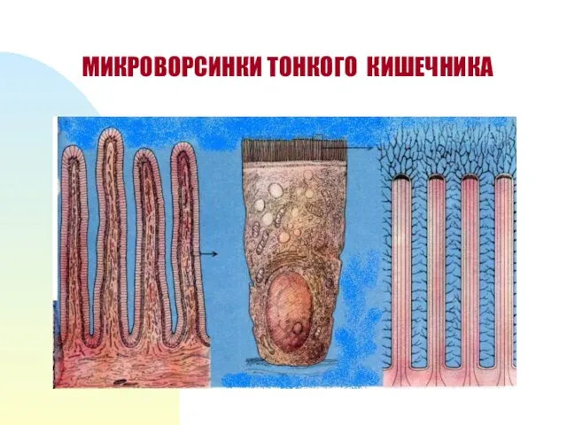 МИКРОВОРСИНКИ ТОНКОГО КИШЕЧНИКА