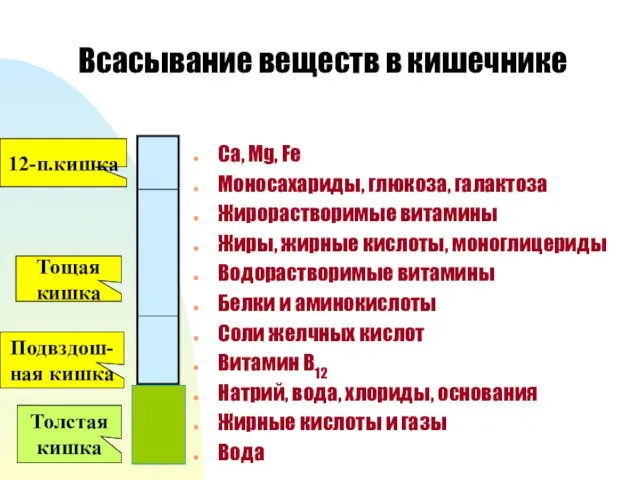 Всасывание веществ в кишечнике Ca, Mg, Fe Моносахариды, глюкоза, галактоза