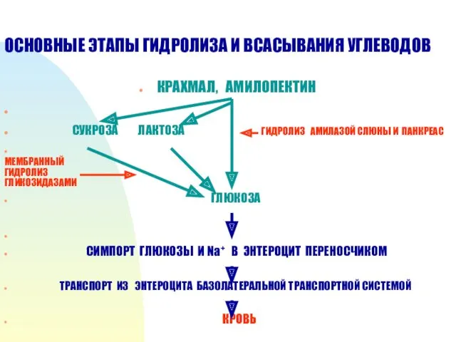 ОСНОВНЫЕ ЭТАПЫ ГИДРОЛИЗА И ВСАСЫВАНИЯ УГЛЕВОДОВ КРАХМАЛ, АМИЛОПЕКТИН СУКРОЗА ЛАКТОЗА