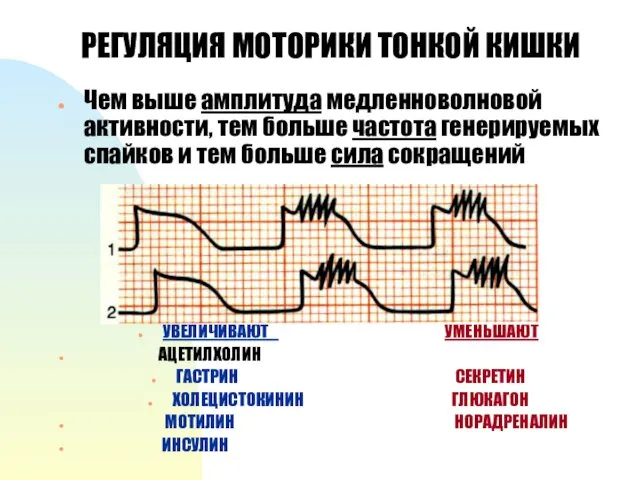 РЕГУЛЯЦИЯ МОТОРИКИ ТОНКОЙ КИШКИ Чем выше амплитуда медленноволновой активности, тем