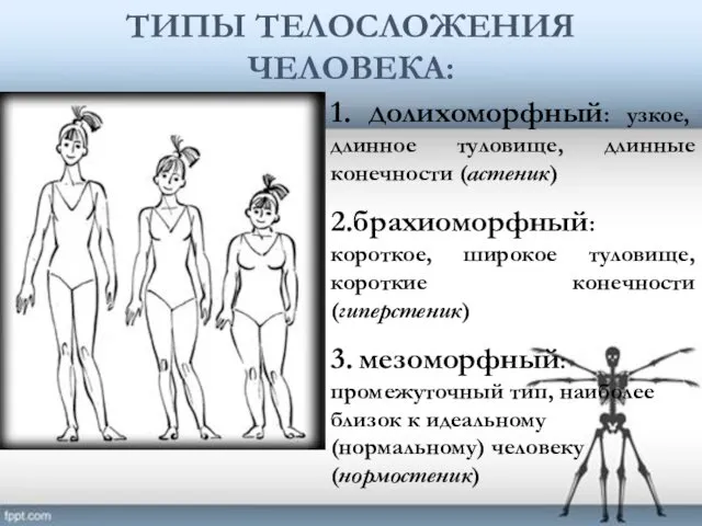 ТИПЫ ТЕЛОСЛОЖЕНИЯ ЧЕЛОВЕКА: 1. Долихоморфный: узкое, длинное туловище, длинные конечности