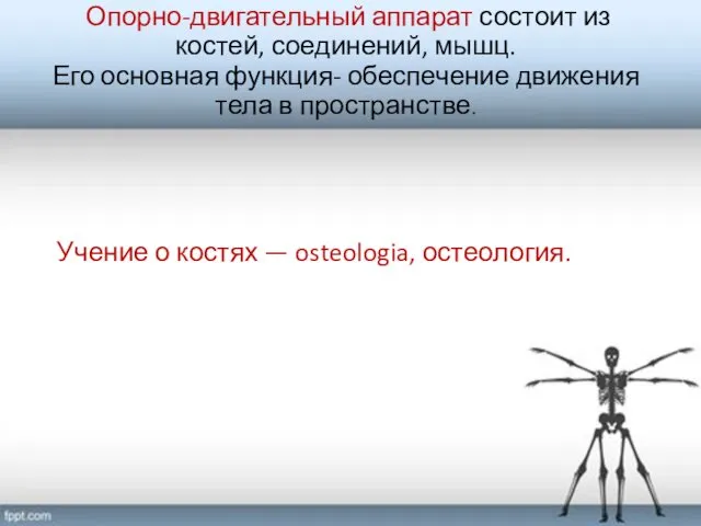 Опорно-двигательный аппарат состоит из костей, соединений, мышц. Его основная функция-