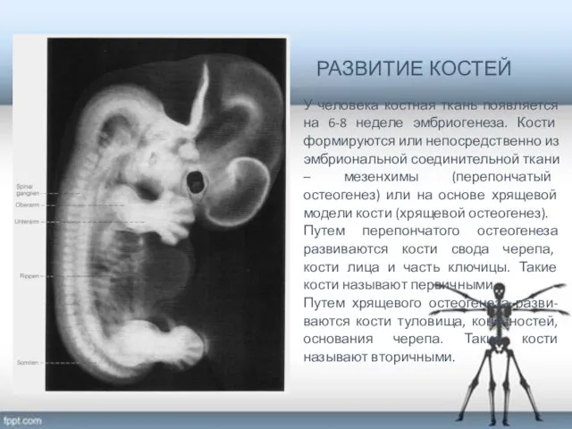 РАЗВИТИЕ КОСТЕЙ У человека костная ткань появляется на 6-8 неделе