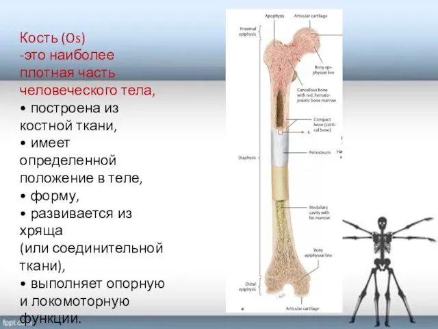 Кость (Os) -это наиболее плотная часть человеческого тела, • построена