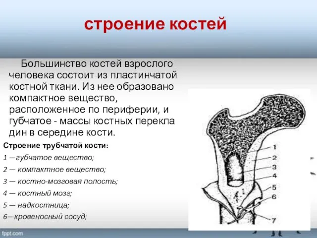 строение костей Большинство костей взрослого человека состоит из пластинчатой костной