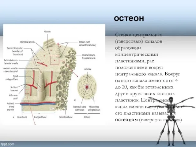 остеон Стенки центральных (гаверсовых) каналов образованы концентрическими пластинками, рас­положенными вокруг