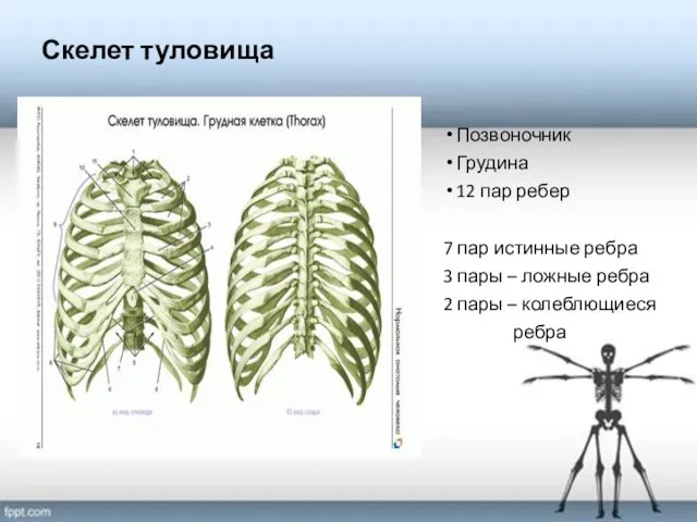 Скелет туловища Позвоночник Грудина 12 пар ребер 7 пар истинные