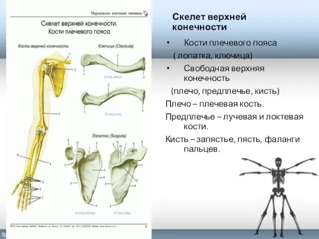 Скелет верхней конечности Кости плечевого пояса ( лопатка, ключица) Свободная