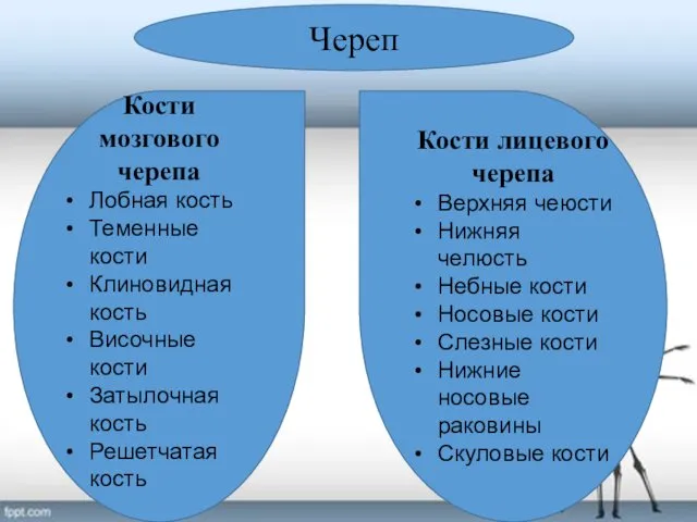 Череп Кости мозгового черепа Лобная кость Теменные кости Клиновидная кость