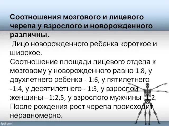 Соотношения мозгового и лицевого черепа у взрослого и новорожденного различны.