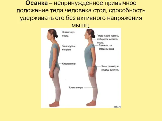 Осанка – непринужденное привычное положение тела человека стоя, способность удерживать его без активного напряжения мышц.